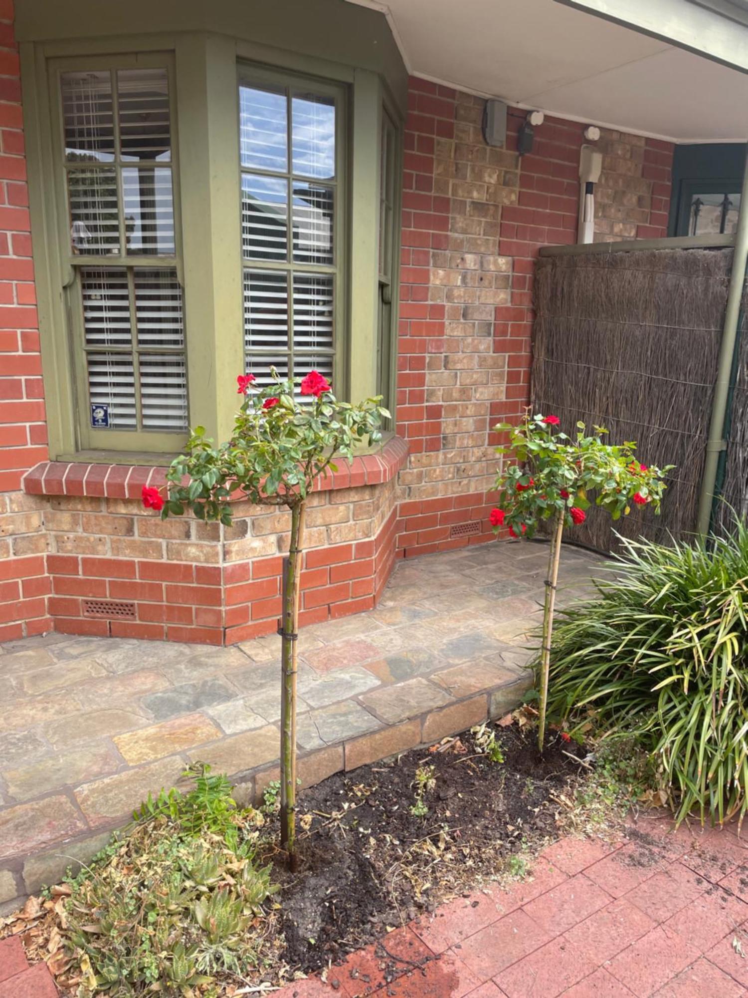 Adelaide Style Accommodation-Getaway In North Adelaide- Close To City Екстер'єр фото