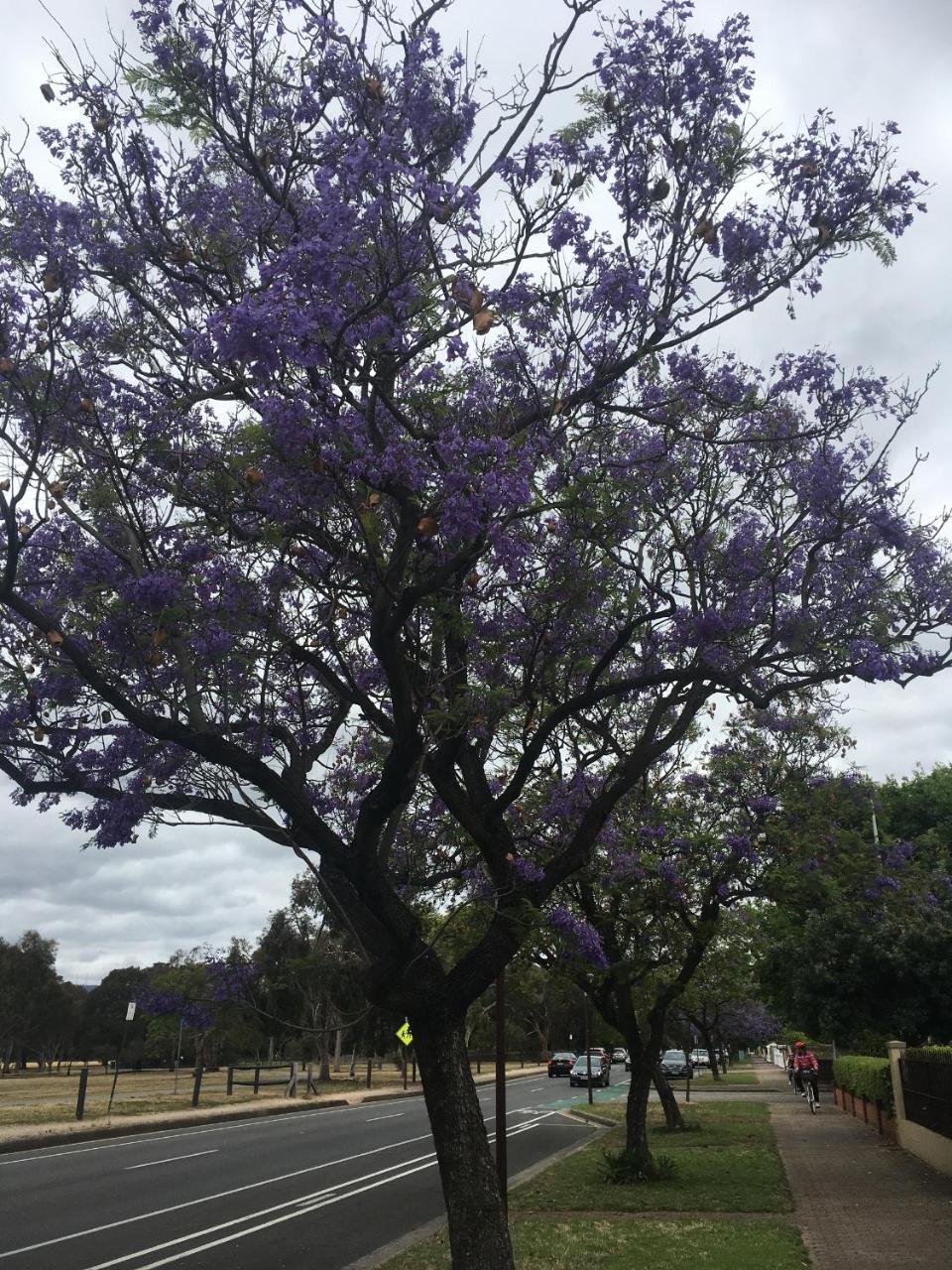 Adelaide Style Accommodation-Getaway In North Adelaide- Close To City Екстер'єр фото